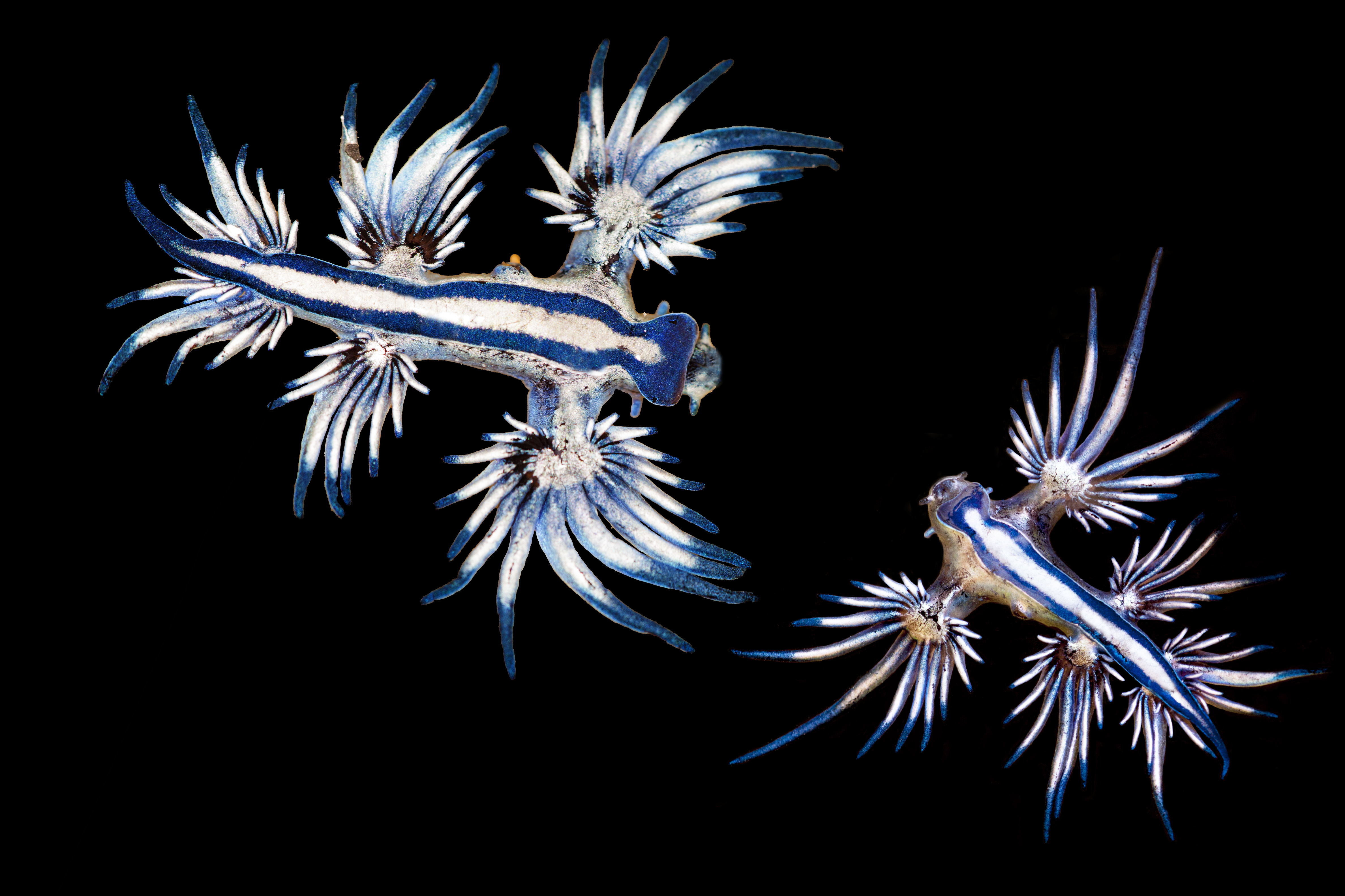 Photo of Nudibranch. | Source: Getty Images