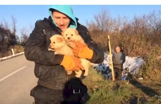Source: YouTube/Dog Rescue Shelter Mladenovac