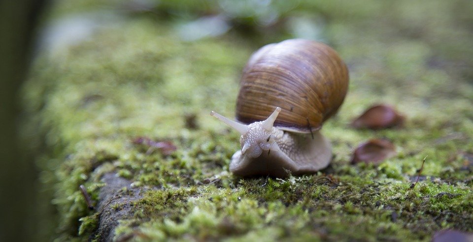 Un escargot | Photo : Pixabay Un escargot | Photo : Pixabay
