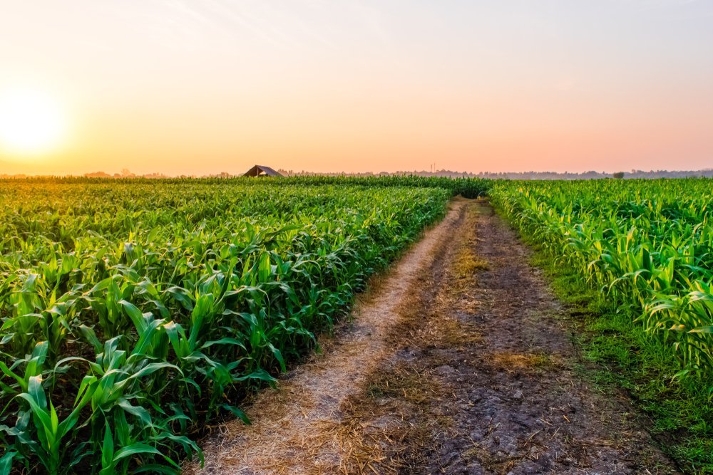 Beautiful morning sunrise over the corn field | Photo: Shutterstock