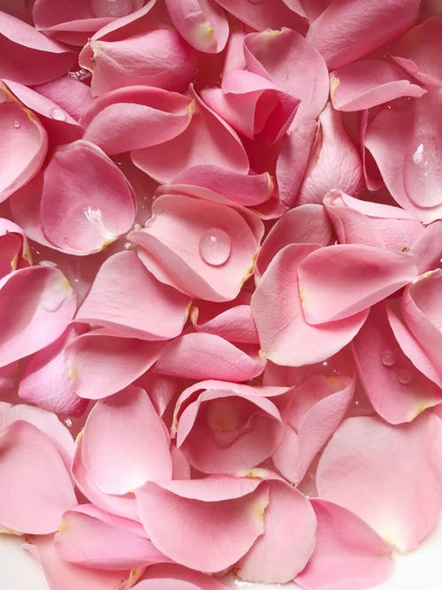 Rose petals | Source: Pexels