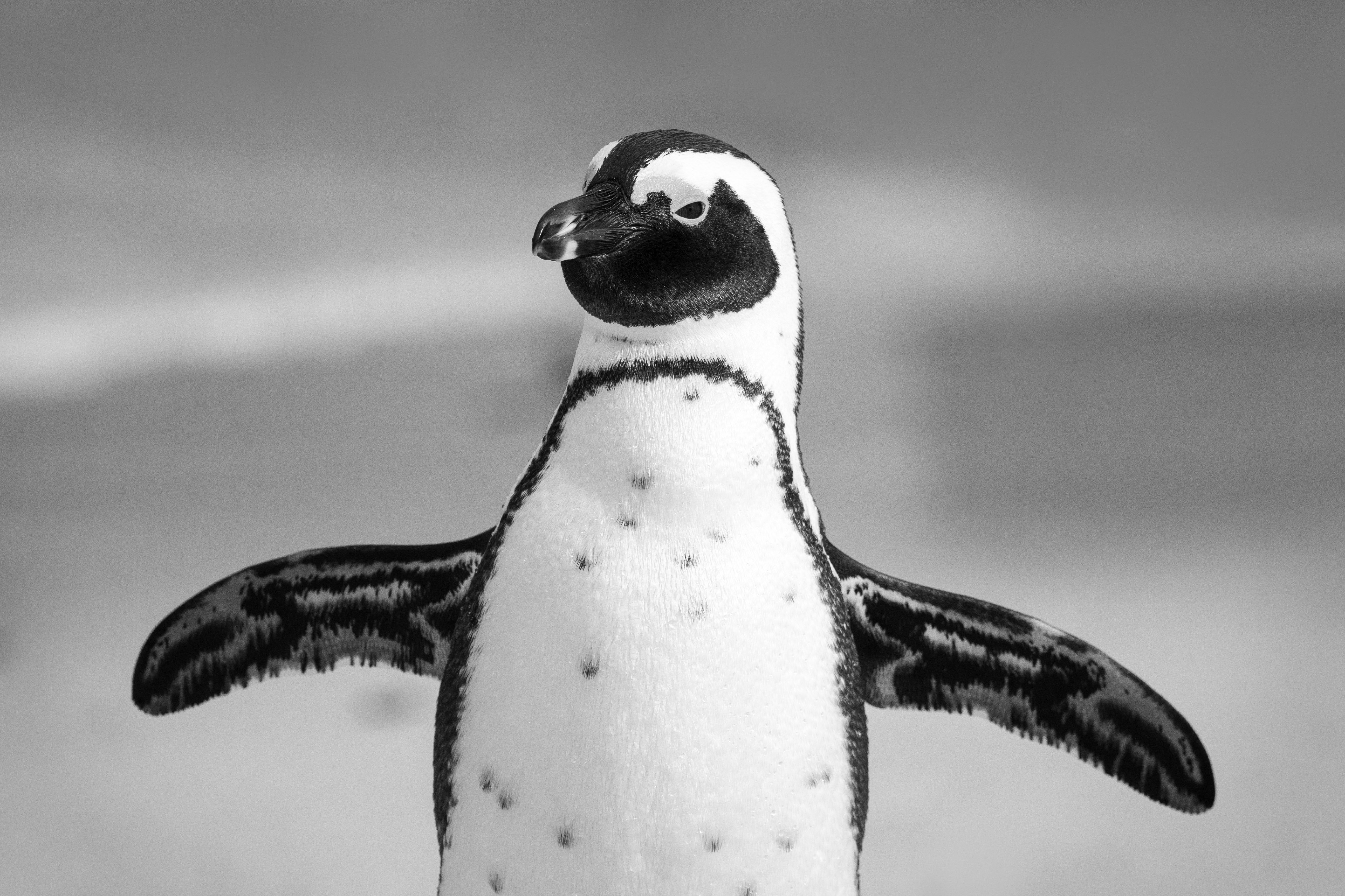 Black and white photo of a penguin. | Pexels/ Jean van der Meulen