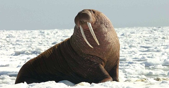 A photo of an artic walrus. | Photo: Pixy.org