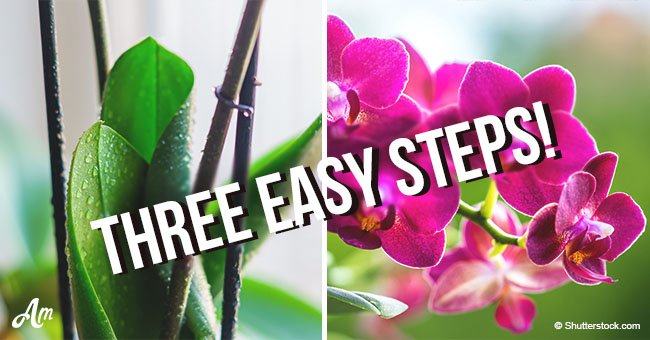 Three easy steps to make your orchid rebloom