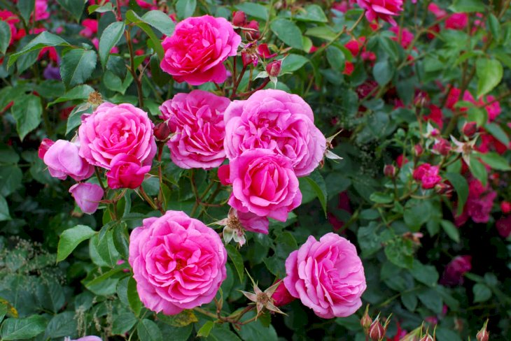 Gardening: The Best Low Maintenance Roses To Plant