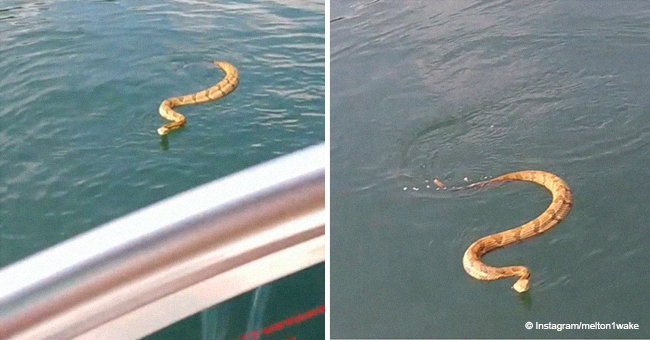Terrifying moment caught on camera when swimming rattlesnake tries to get into family's boat