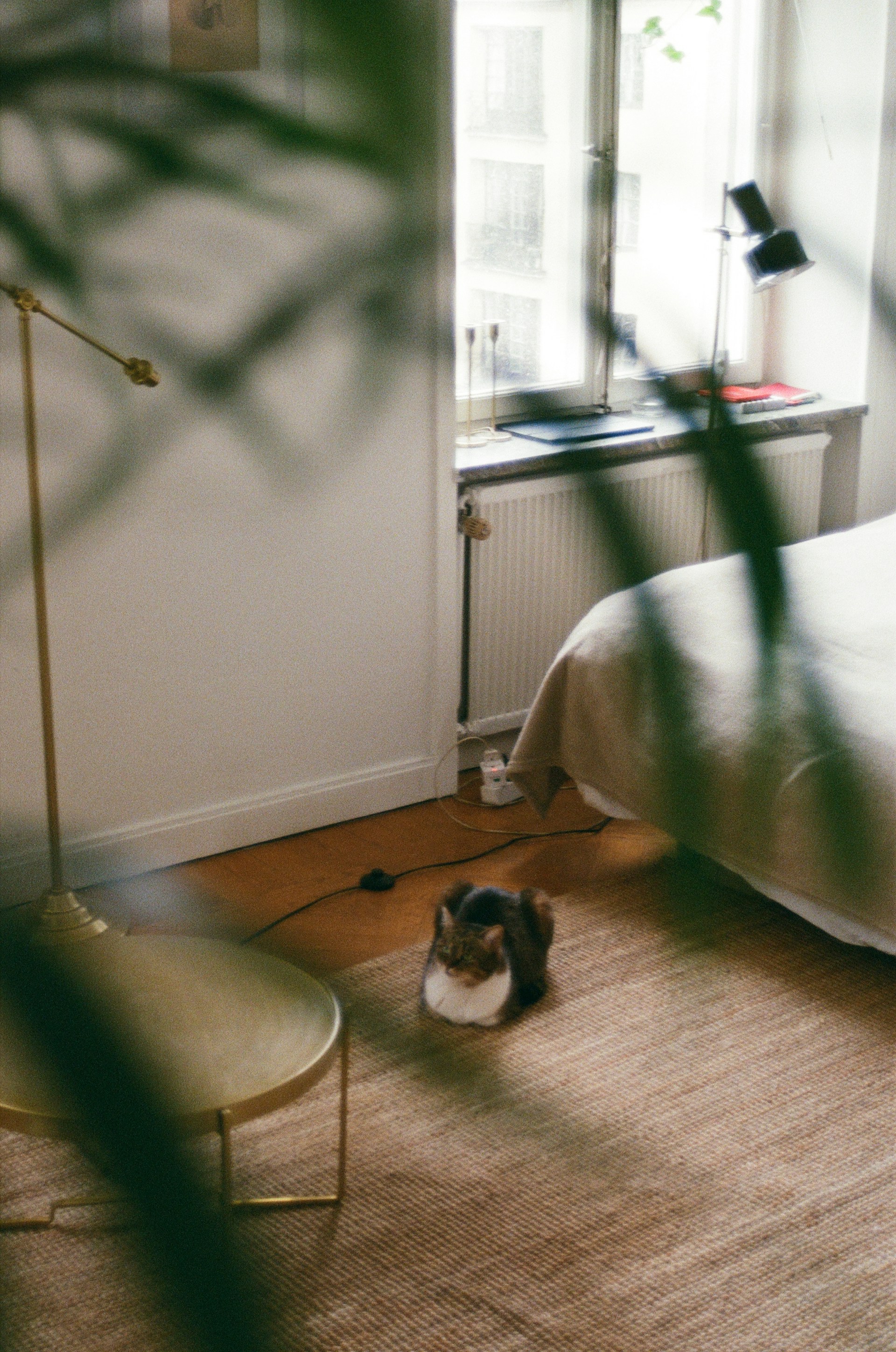 An adorable cat in a room | Source: Unsplash