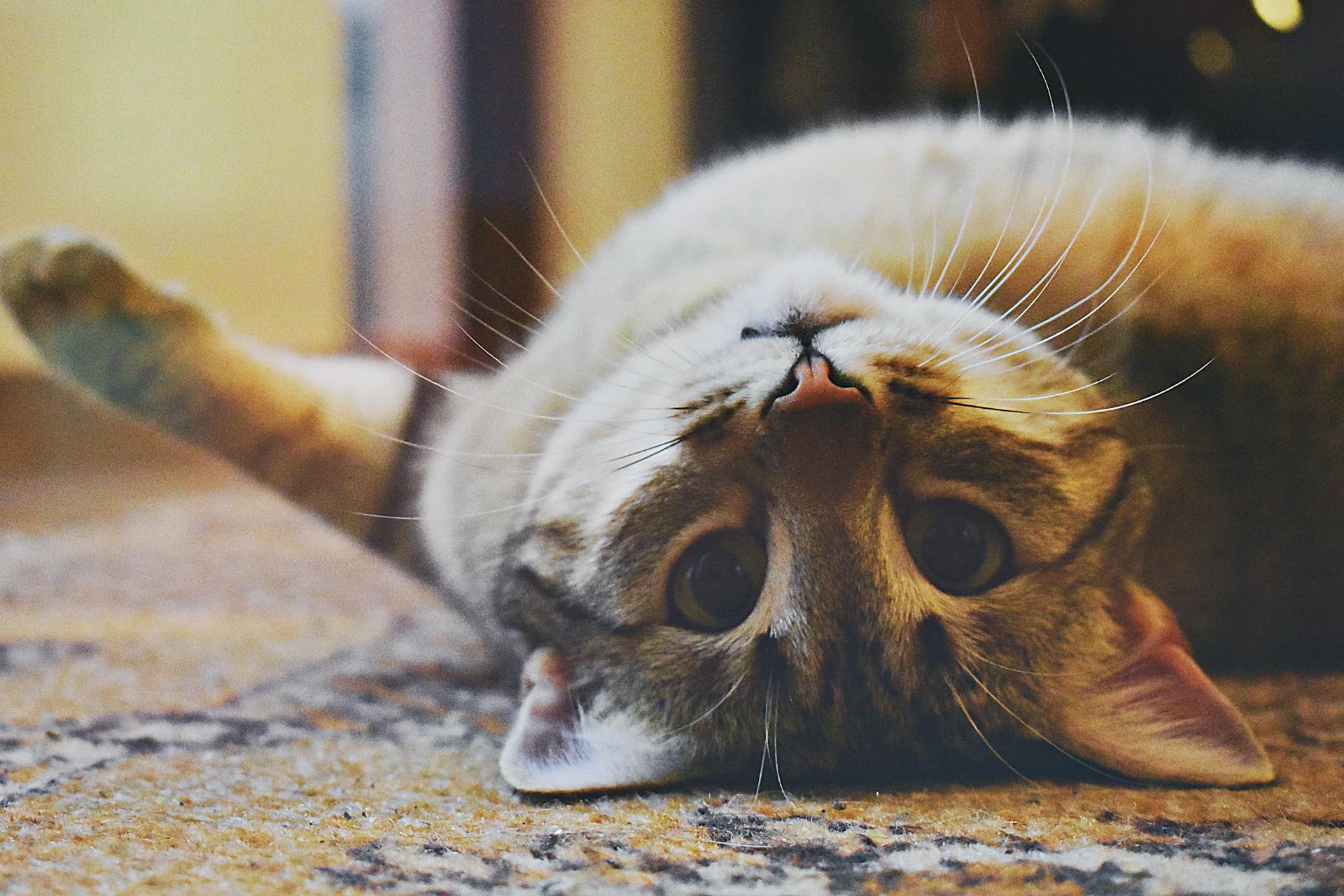 Cat laying on his back | Source: Pexels