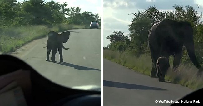 Brave baby elephant protects his mother from tourists