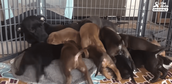 Une chienne réunie avec ses chiots. | Photo : Youtube/The Dodo