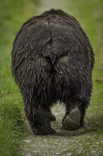 A grizzly bear walking into the distance. | Source: Shutterstock.