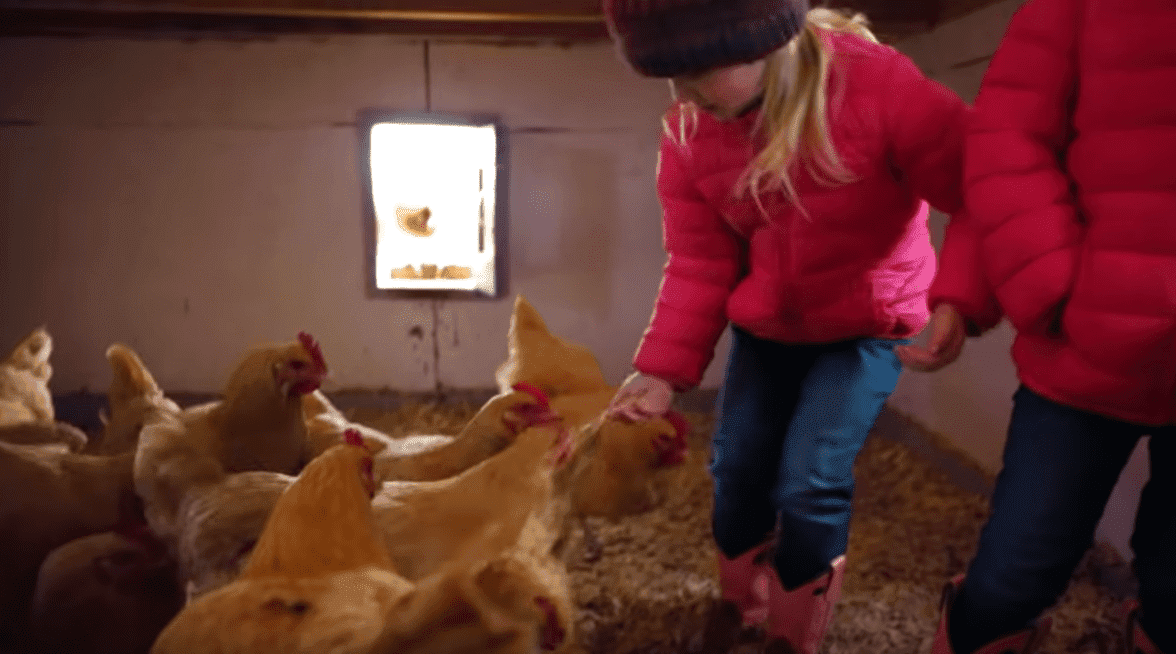The Busby kids feed the chicken in an Oklahoma farm during their family trip. | Source: YouTube/It'saBuzzWorld