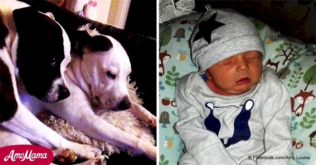 Infant mauled by two family bull terriers has died in hospital