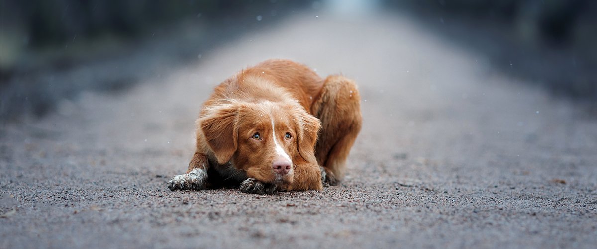 Un chien triste | Photo : Shutterstock