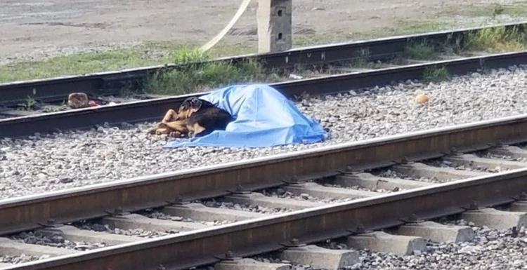 The dog stayed next to the lifeless body of his owner. | Source: Facebook/monterreyaldia