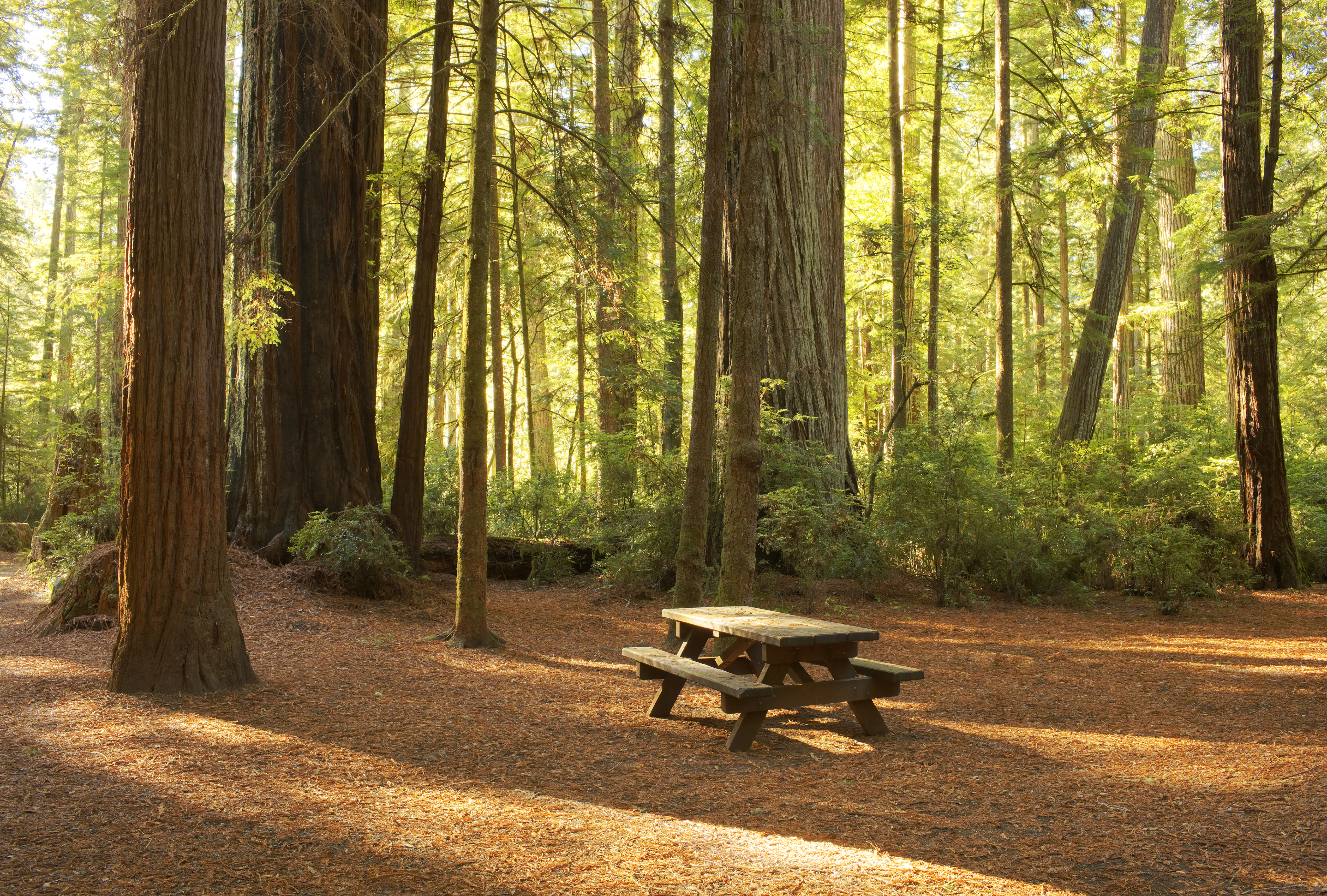 A pinic bench in Redwood National Park | Source: Getty Images