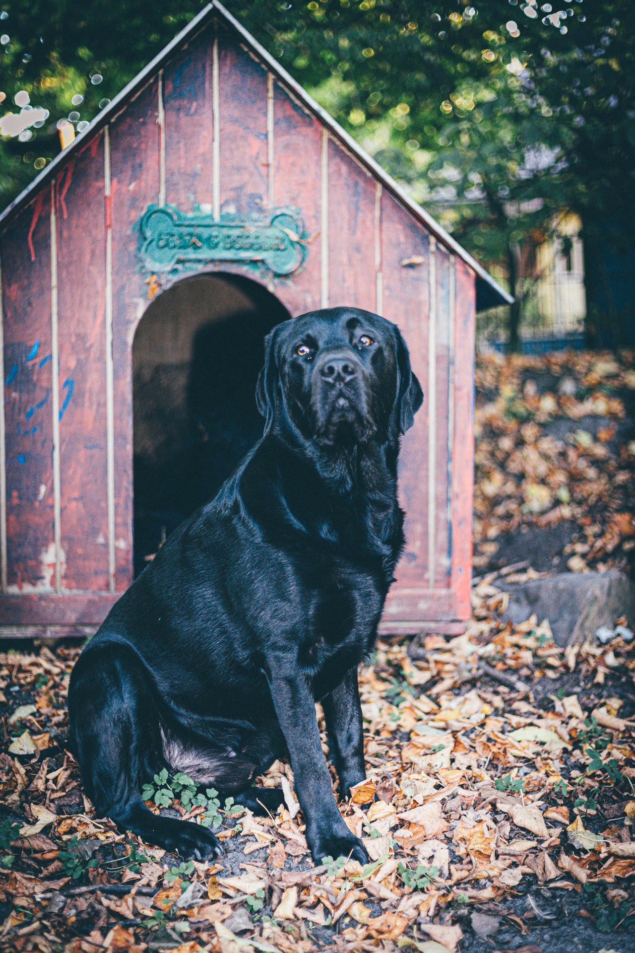 The only bright side to Robert was his dog, Scooter. But he died too soon. | Source: Pexels