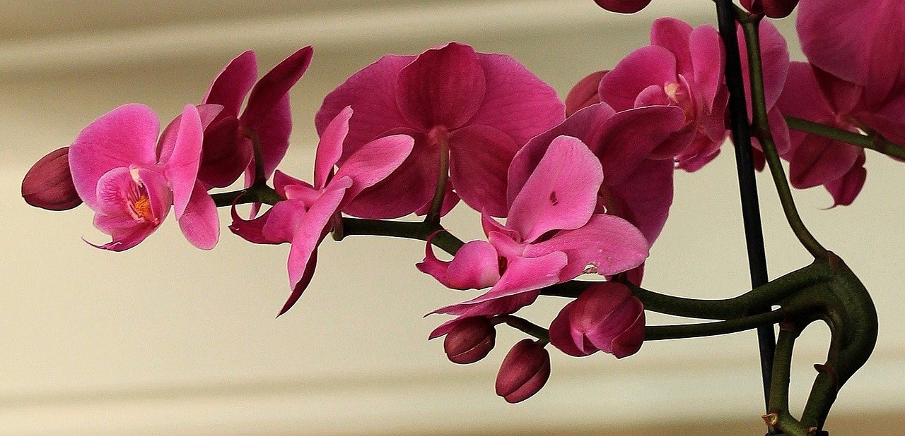 A pink orchid in full bloom | Photo: Pixabay/S. Hermann & F. Richter