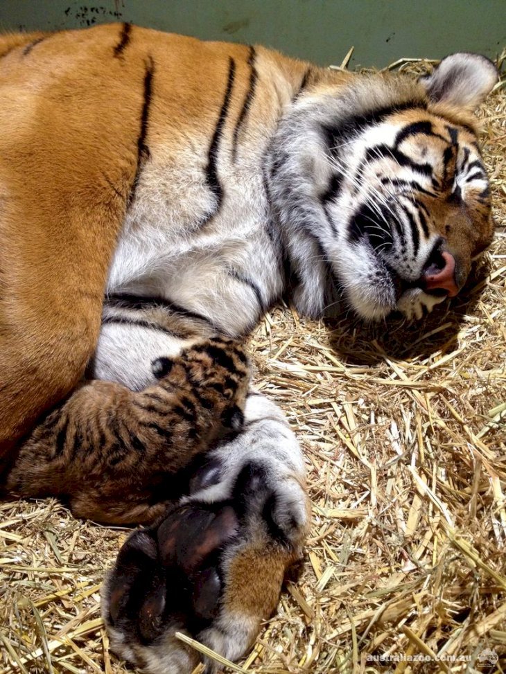 Source : Australia Zoo Source : Australia Zoo