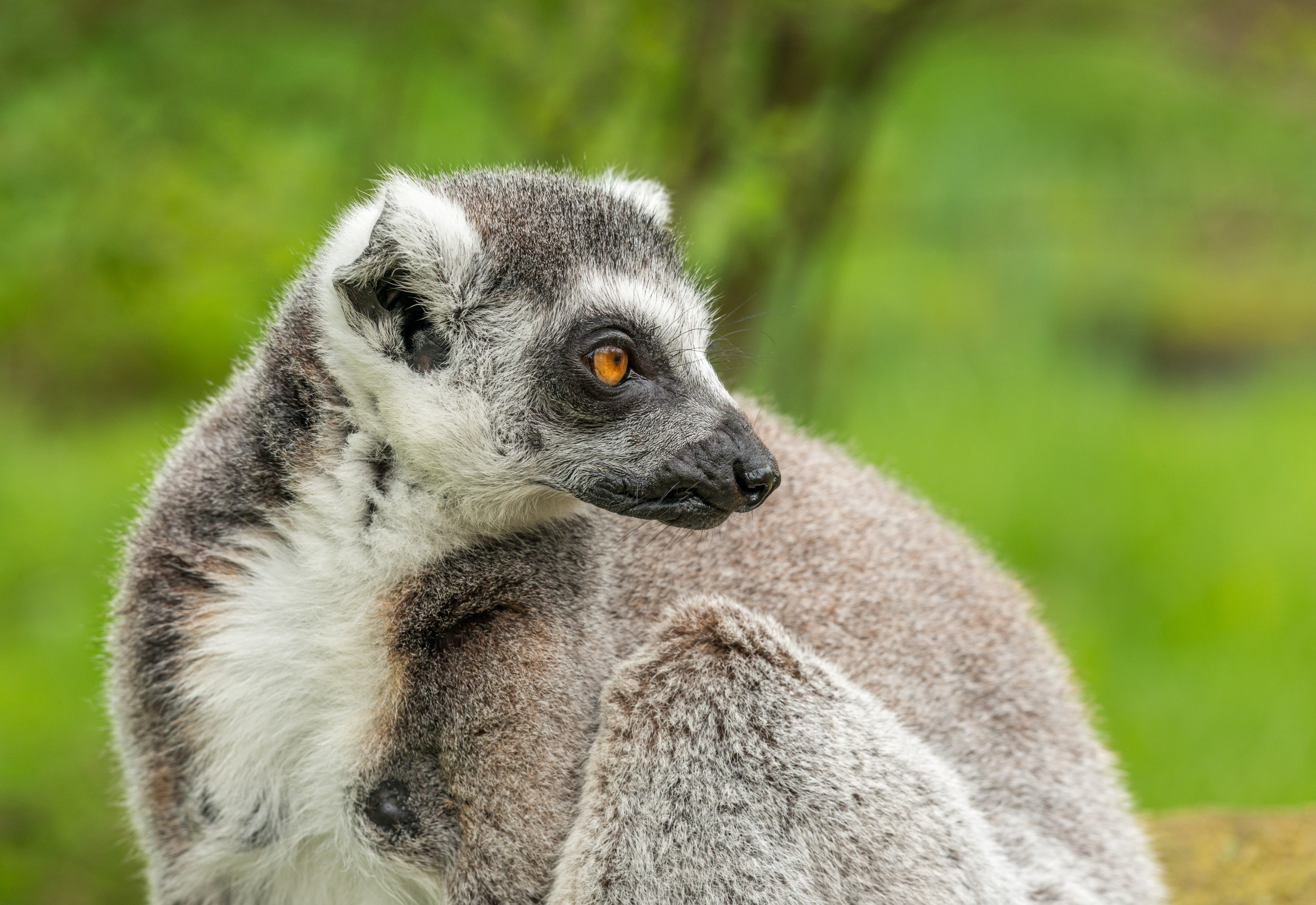 A close-up view of a lemur. | Photo: Pexels/Petr Ganaj