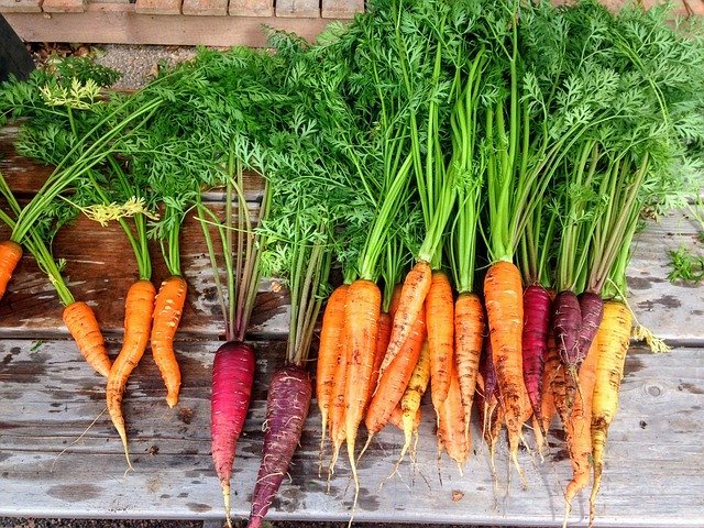 Une récolte de carottes | Photo : Getty Images. Une récolte de carottes | Photo : Getty Images.