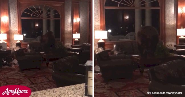 Big wild animal shocked visitors by walking into the lobby of the Stanley Hotel