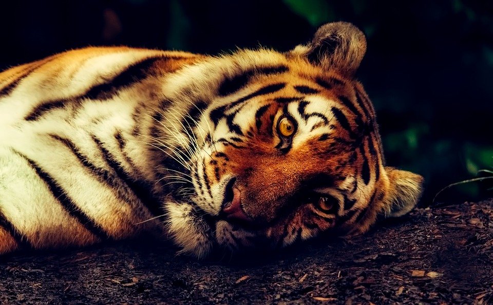 Un tigre. | Imagen: Pixabay Un tigre. | Imagen: Pixabay