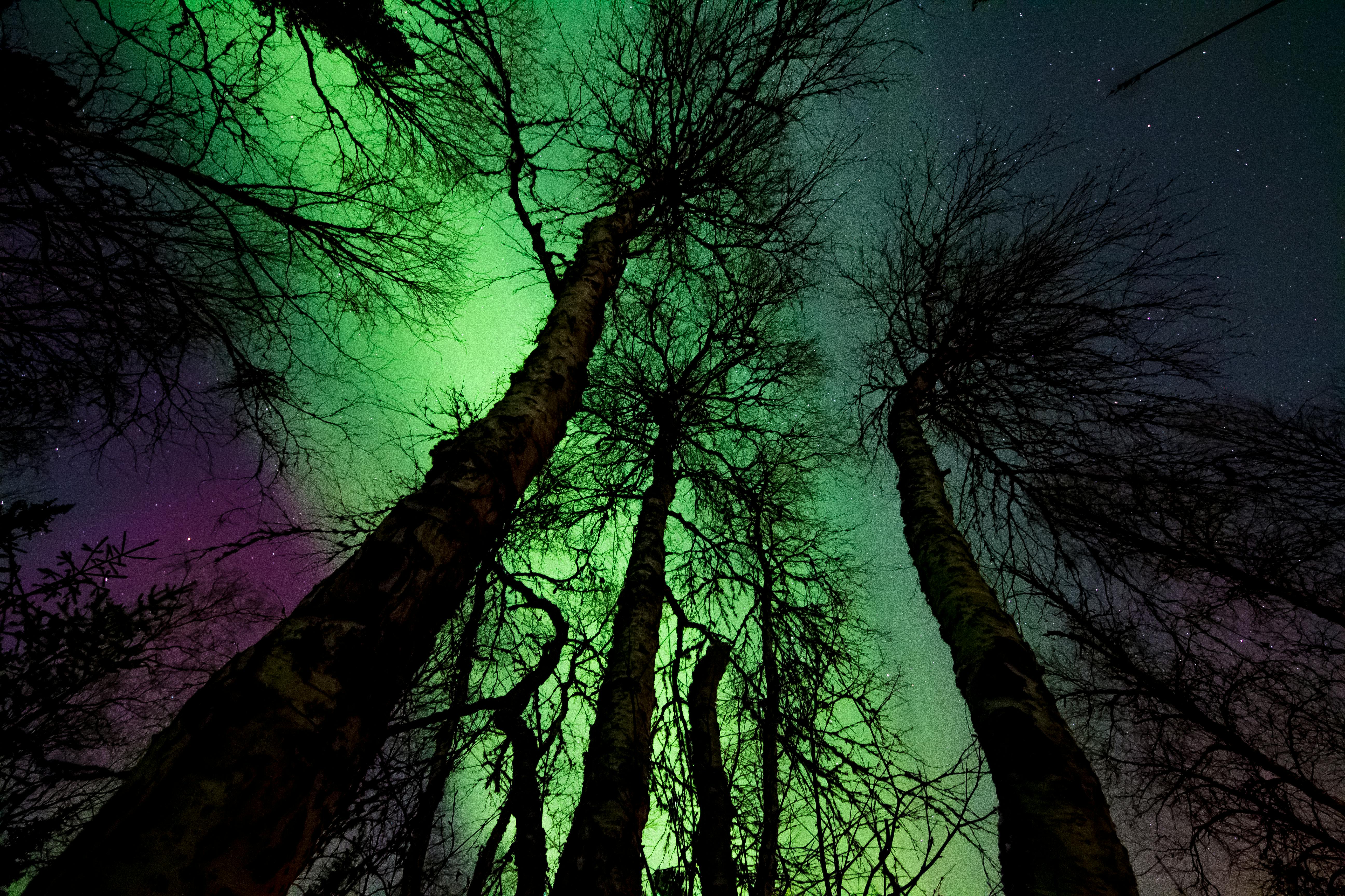 A view of the northern lights through trees | Source: Pexels