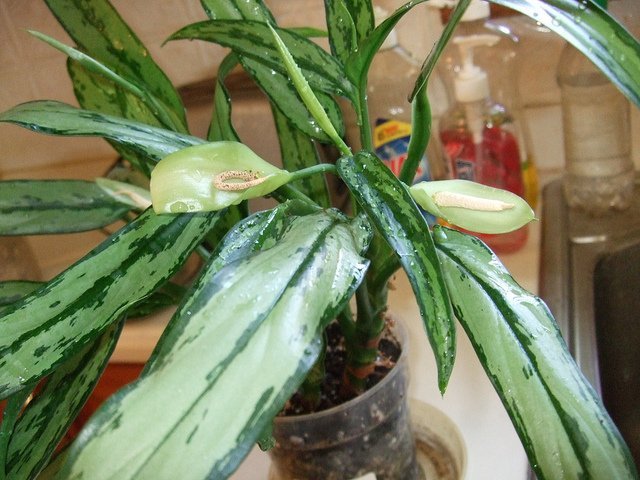 Une aglaonema l Source : Flickr Une aglaonema l Source : Flickr