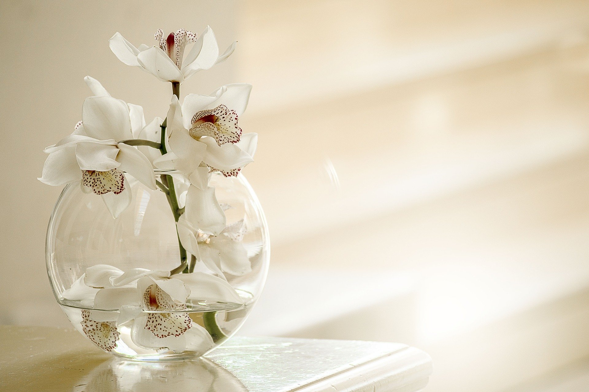 Orchid in a glass bowl. | Source: Pixabay