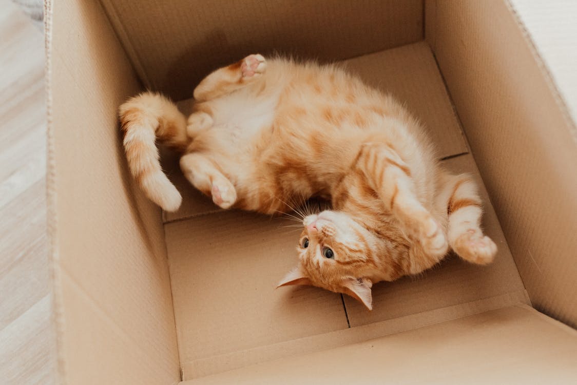 Er sah ein Kätzchen in der Kiste. | Quelle: Pexels