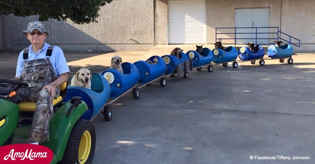 Dogs enjoy a spot of heaven on their own personal train