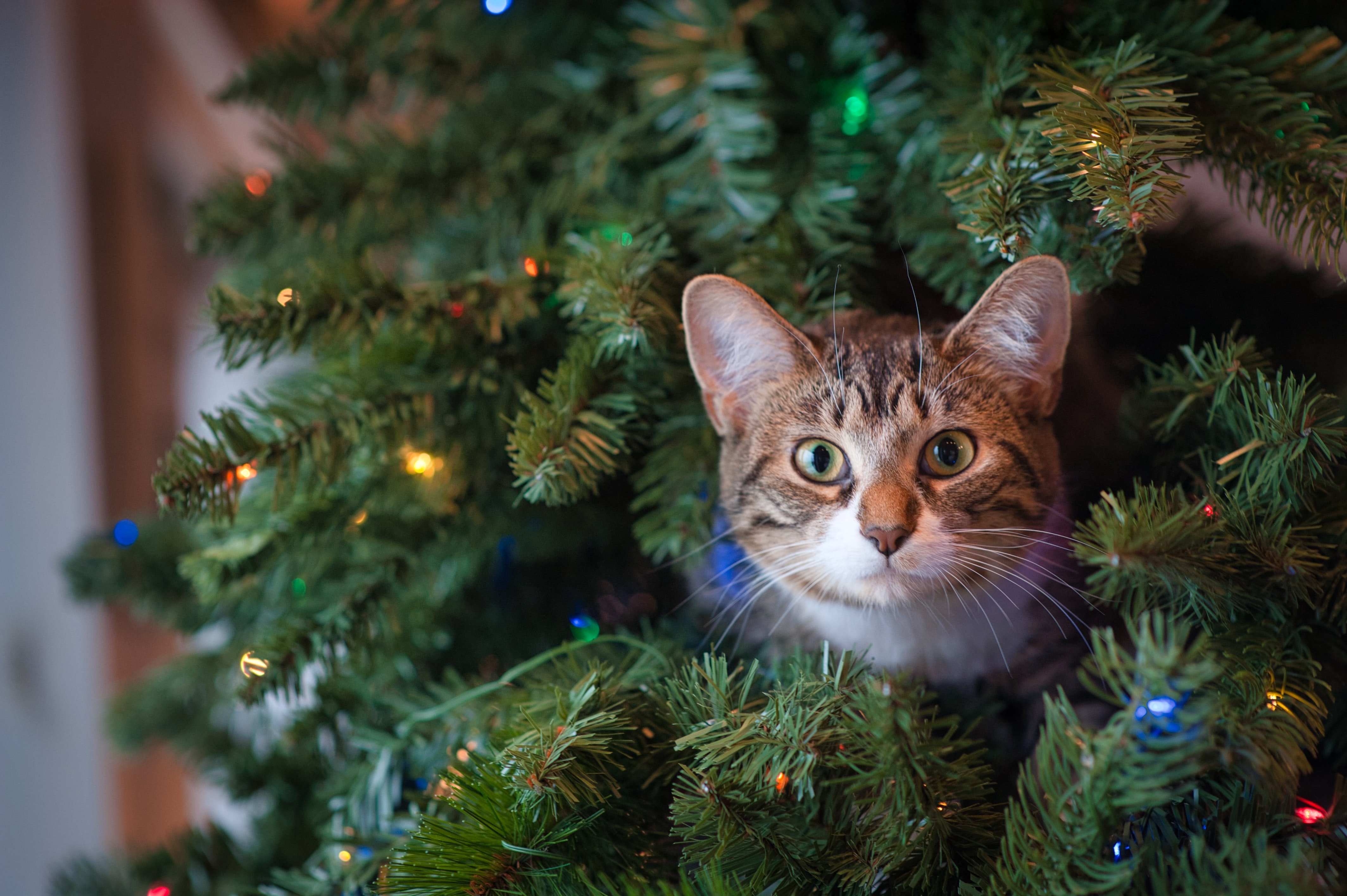 Photo of a cat in a christmas tree | Photo: Pexels