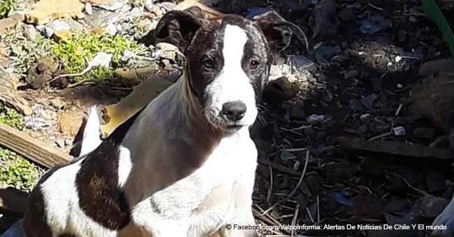 La famille a adopté une chienne pour l'aimer à jamais, mais quand un mois plus tard elle est tombée malade, ils l'ont abandonnée