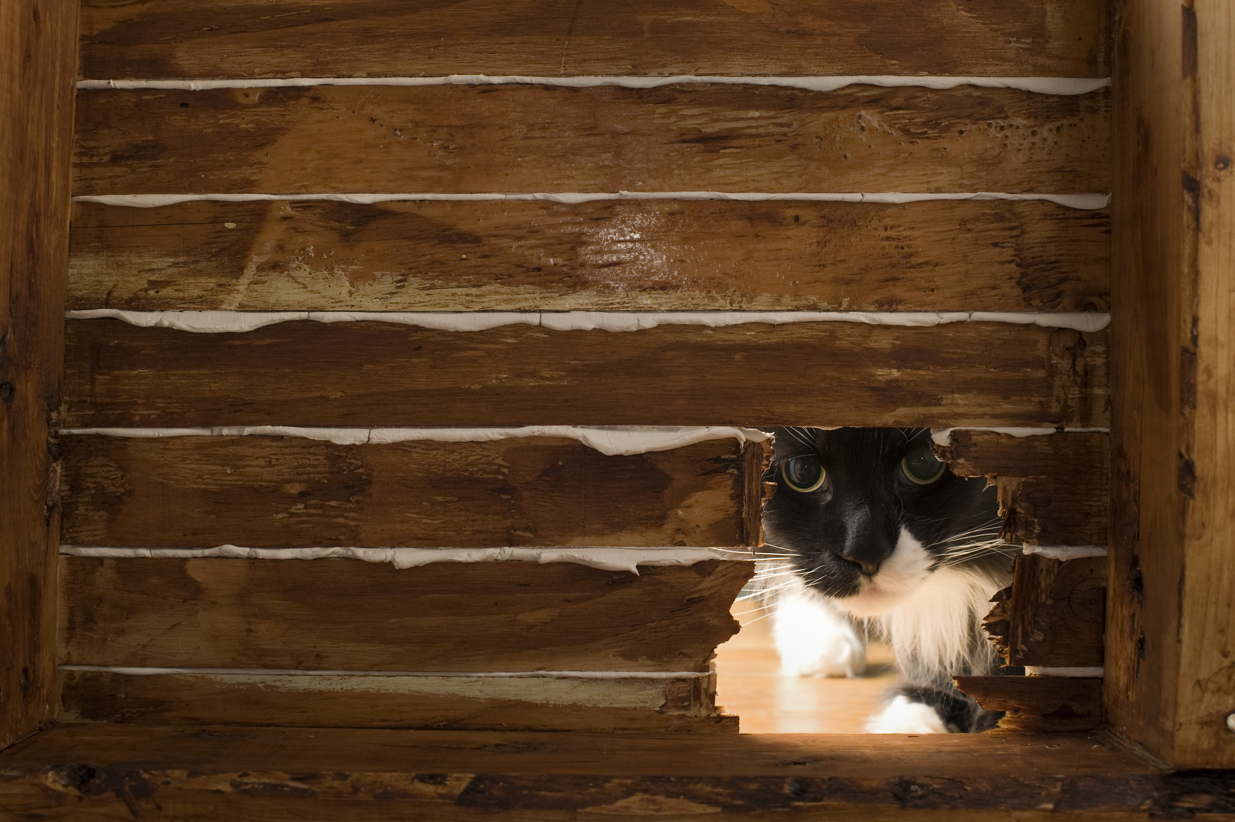A cat peeking through a hole in a wooden door | Source: Getty Images