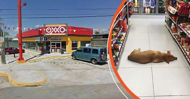 Helpless dog approaches grocery store for help on a scorching hot day | Facebook