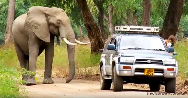 This elephant approached humans to "ask" for help after being shot in the head by a poacher