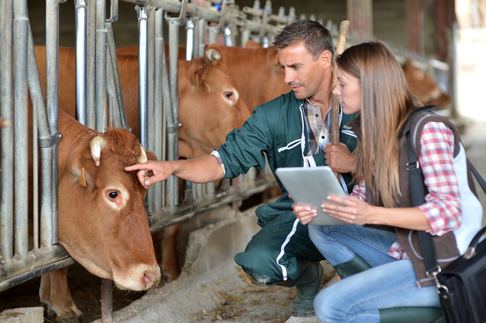Kontrolle von Kühen durch Landwirte und Tierärzte. I Quelle: Shutterstock