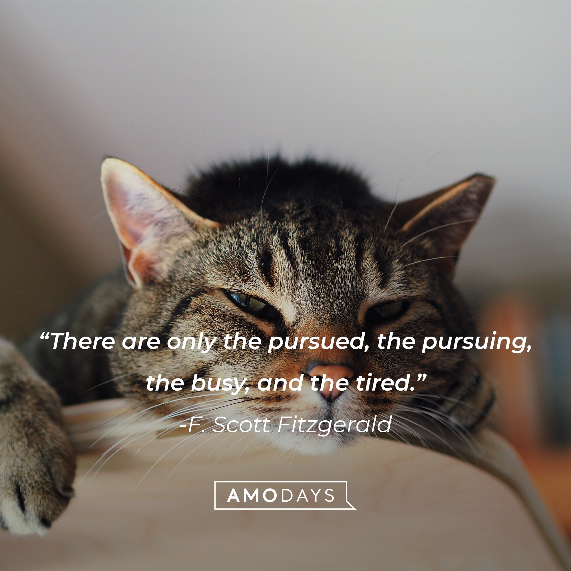 F. Scott Fitzgerald's quote: "There are only the pursued, the pursuing, the busy, and the tired." | Image: AmoDays
