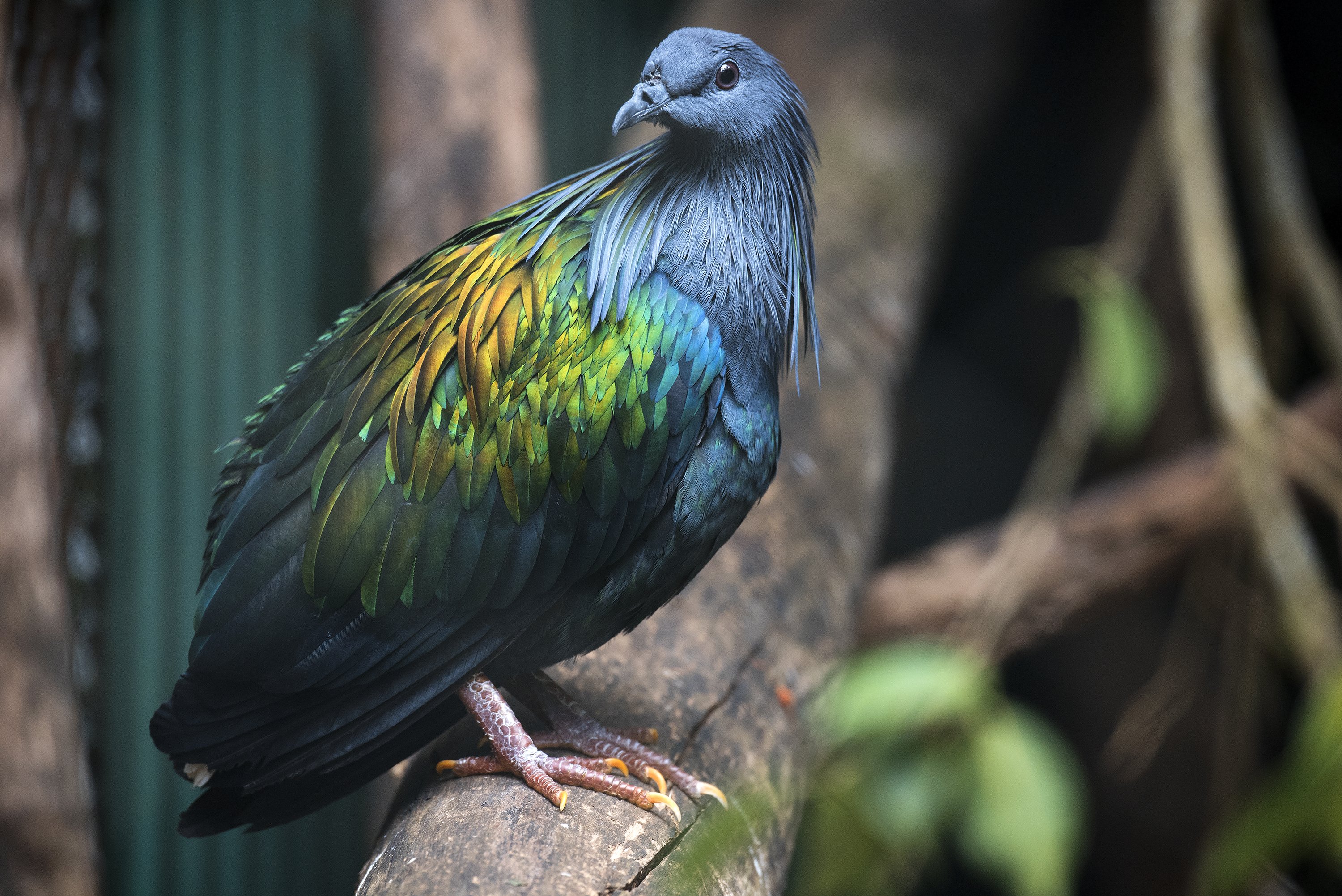 A Nicobar pigeon perched on top of a tree branch. | Source: Shutterstock