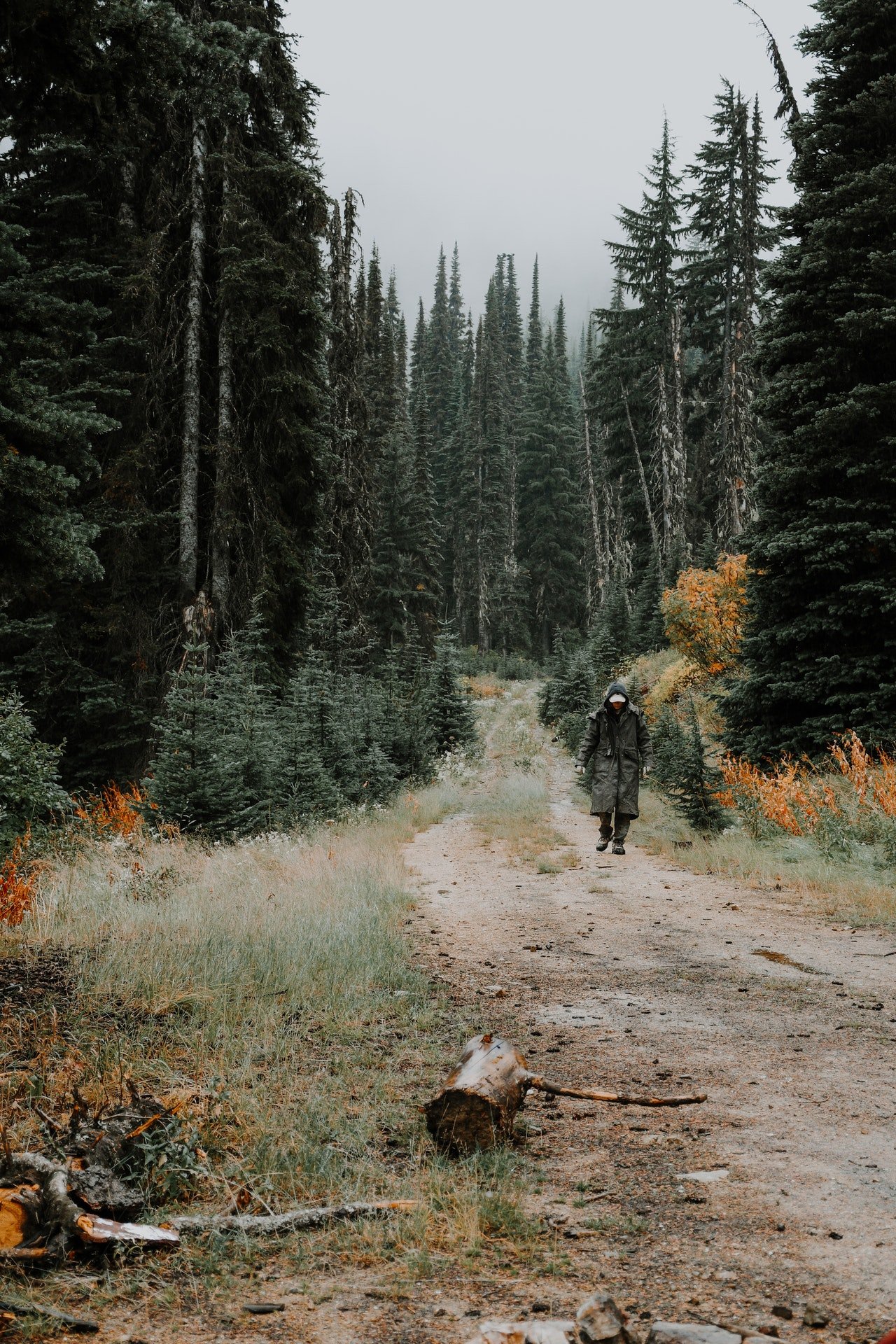 Photo of a man walking in the woods | Photo: Pexels