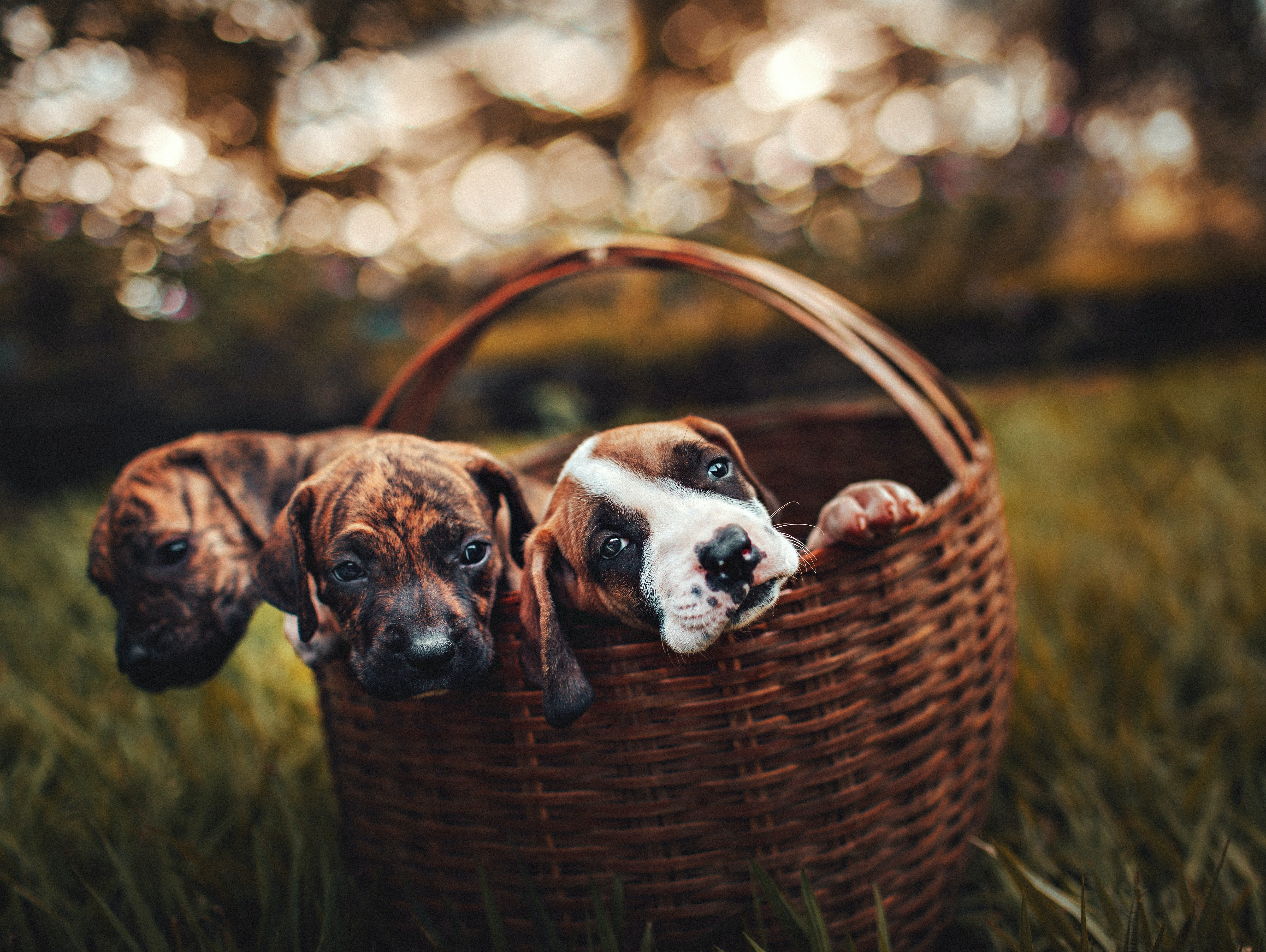 Three puppies peep out from inside a basket | Photo: Pexels/Helena Lopes 