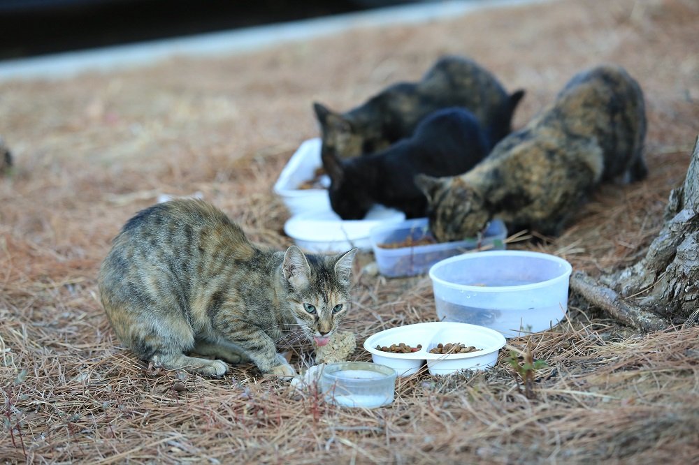 Les chats se nourrissent à l'extérieur. | Image: Flickr Les chats se nourrissent à l'extérieur. | Image: Flickr