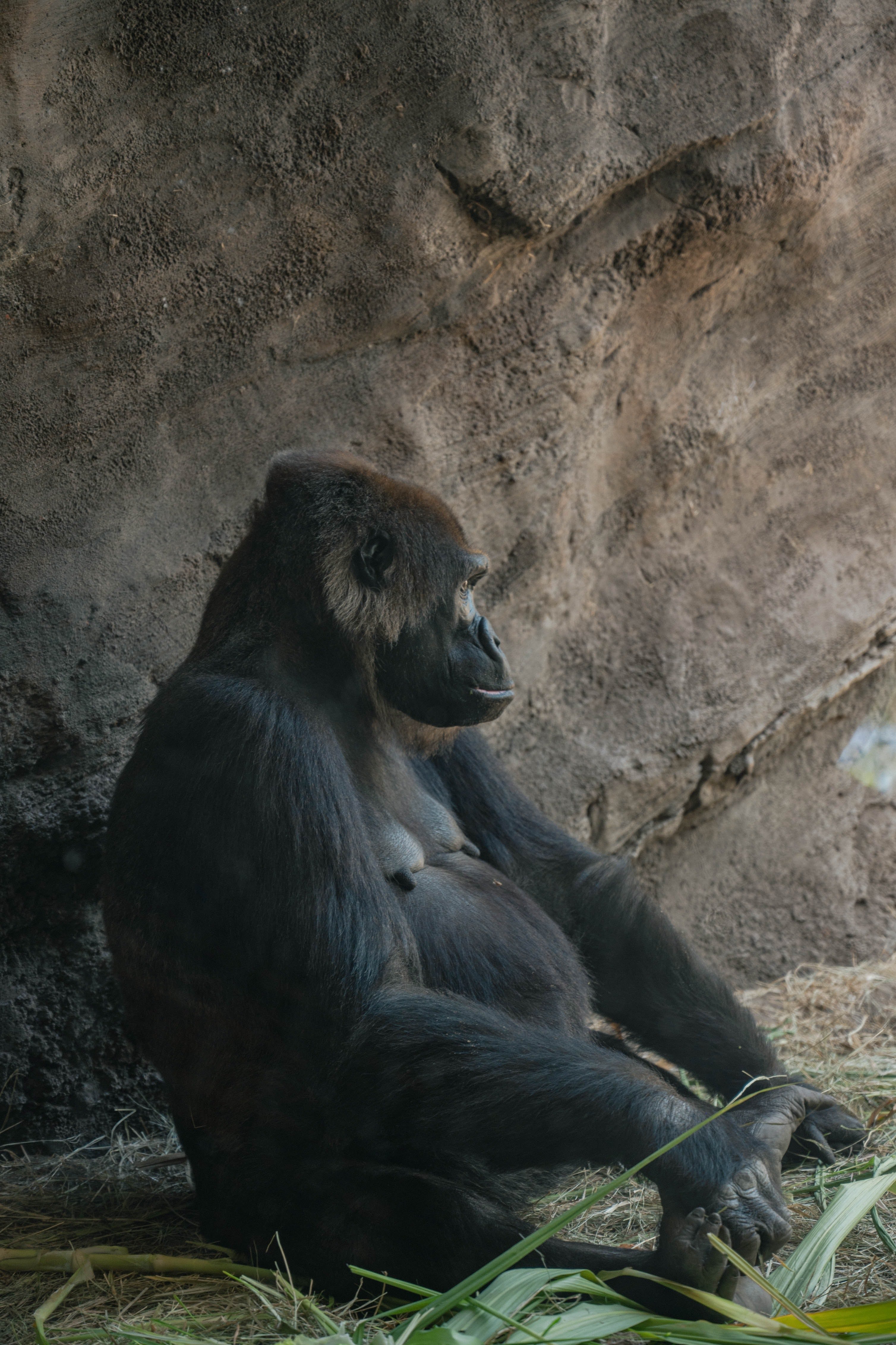 Ein Gorilla sitzend in einer Höhle. | Quelle: Pexels/ David Guerrero
