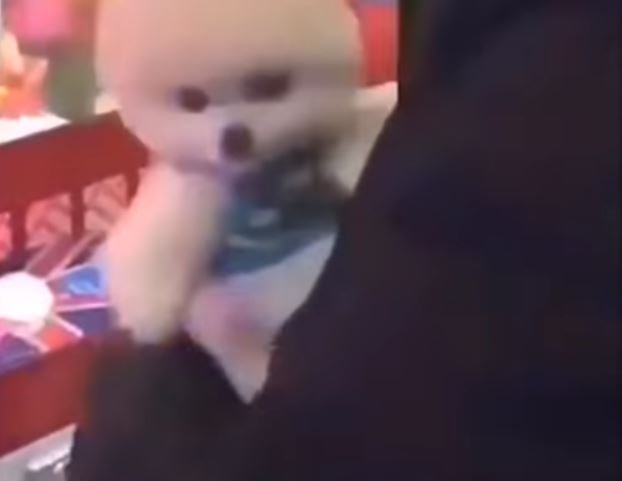 Parece que los perros que están dentro de la máquina son reales | Foto: YouTube / Awesome Gary Parece que los perros que están dentro de la máquina son reales | Foto: YouTube / Awesome Gary