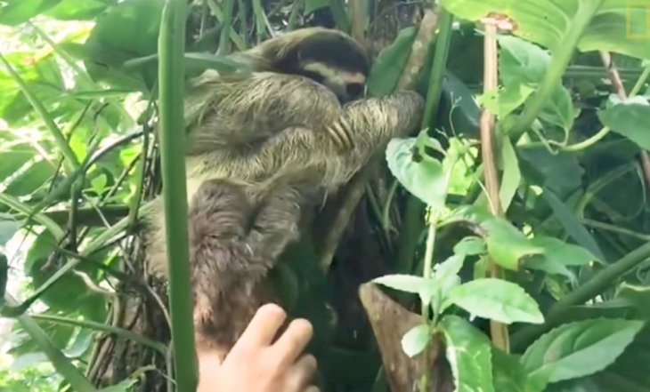 Tierno Momento En Que Perezoso Bebe Es Reunido Con Su Mama Video