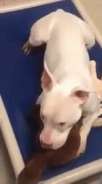 Quelle: YouTube/Animal Lovers News