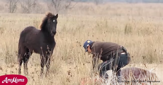 Hombre rescata a caballo salvaje encadenado, y el animal le da increíbles 'gracias' a su salvador