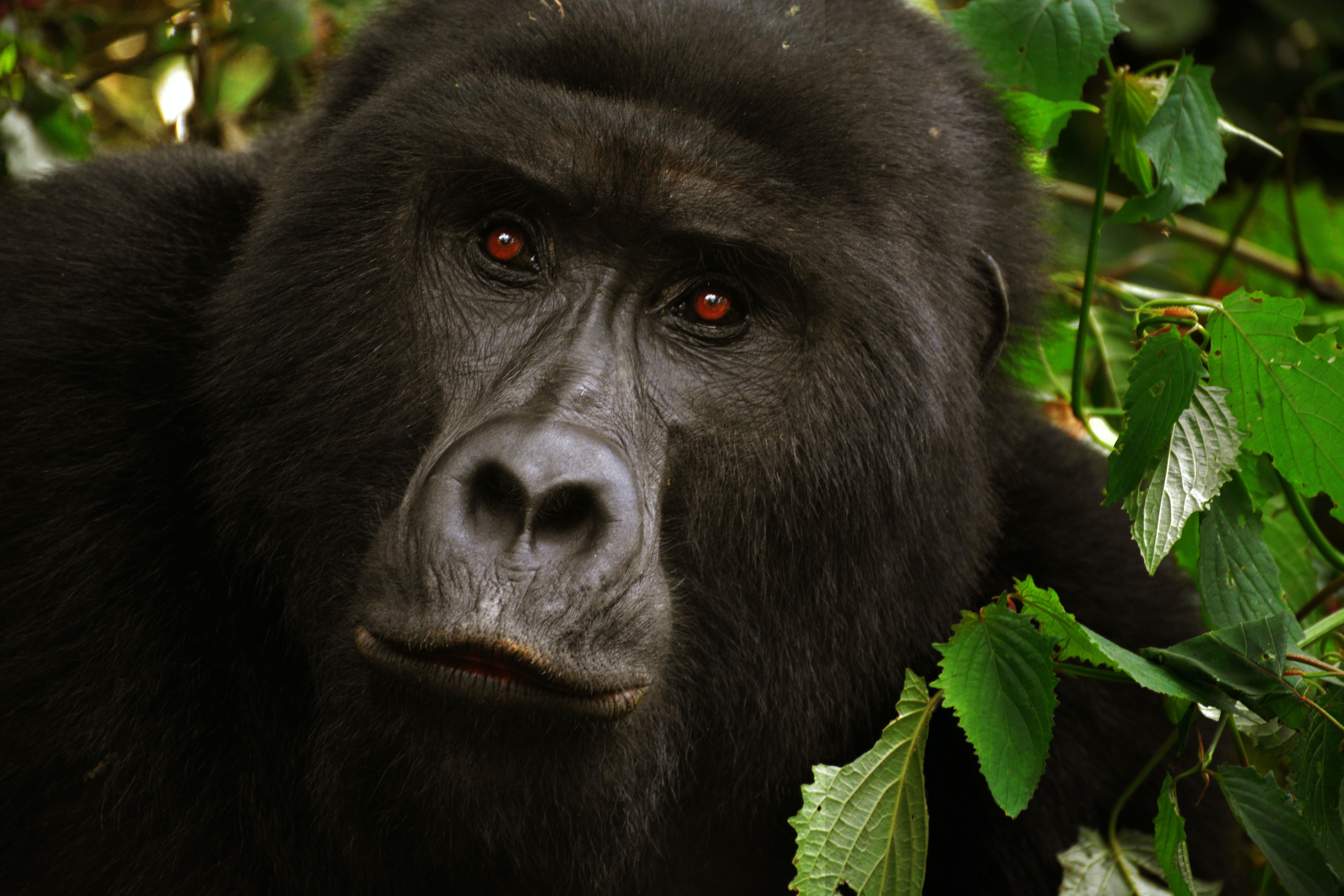 Ein Gorilla mit roten Augen. | Quelle: Pexels/ The World Hopper
