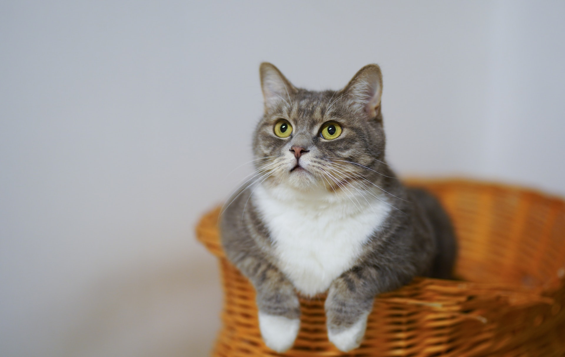 A cat sitting in a basket | Source: Pexels